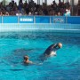 Dolphin show Italy, (BFF)